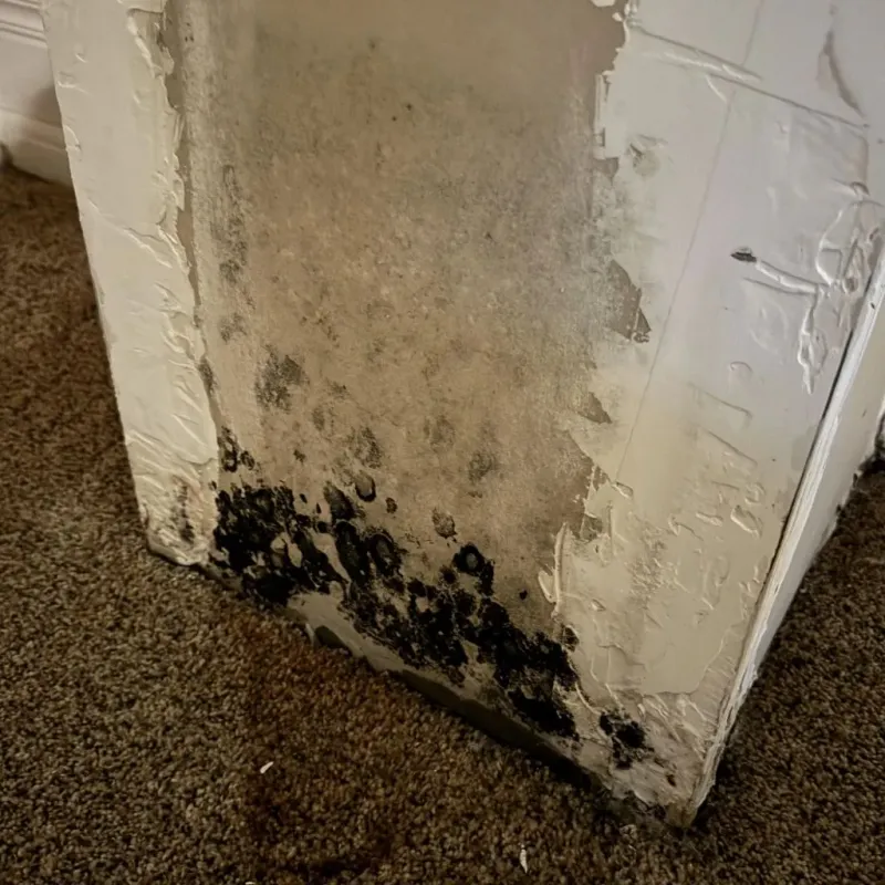 Professional Mold Removal in Jamestown, TN